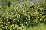Sugar Sumac