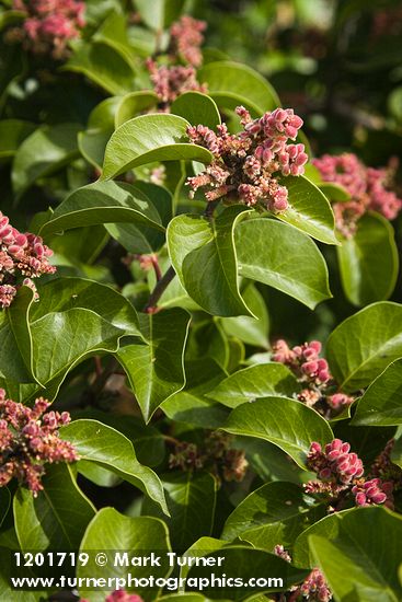 Rhus ovata