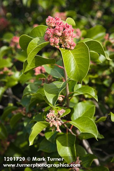 Rhus ovata