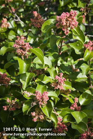 Rhus ovata