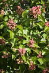 Sugar Sumac immature fruit & foliage
