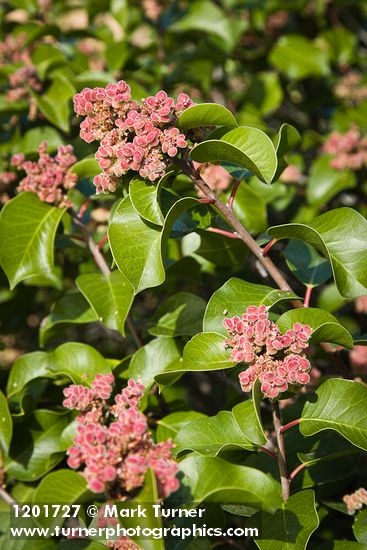 Rhus ovata