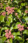 Sugar Sumac immature fruit & foliage