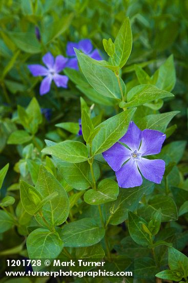 Vinca major