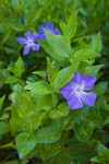 Large Periwinkle blossoms & foliage