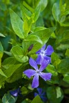 Large Periwinkle blossoms & foliage
