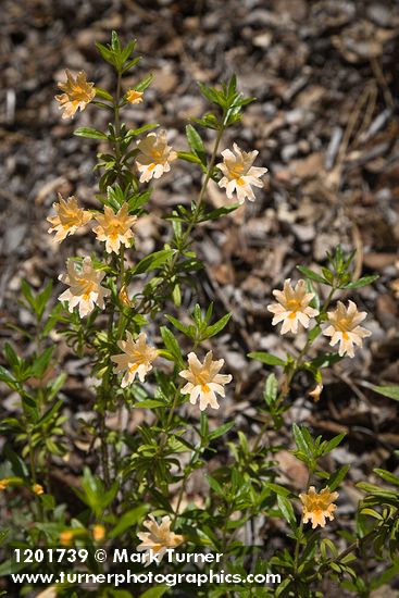 Diplacus grandiflorus