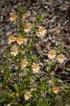 Largeflower Bush Monkeyflower