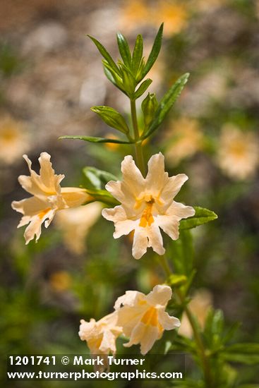 Diplacus grandiflorus