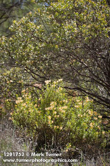 Diplacus grandiflorus; Arctostaphylos sp.