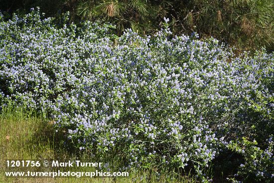 Ceanothus tomentosus