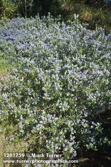 Ceanothus tomentosus