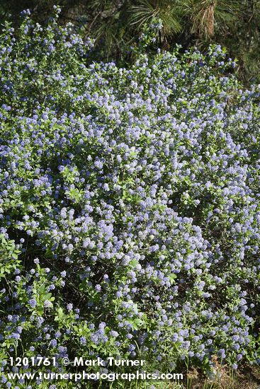 Ceanothus tomentosus