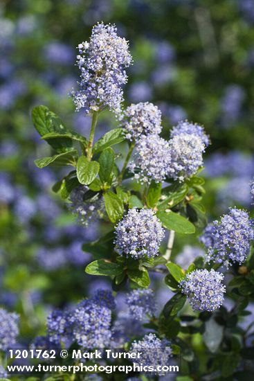 Ceanothus tomentosus