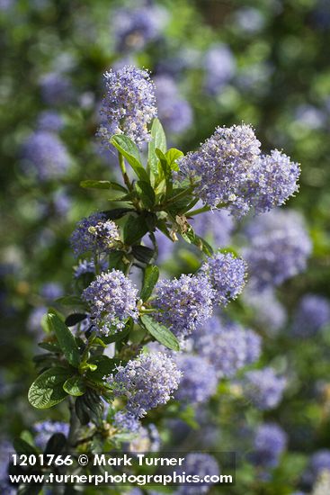 Ceanothus tomentosus