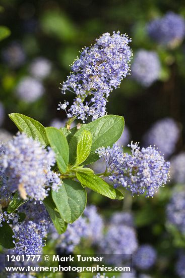 Ceanothus tomentosus