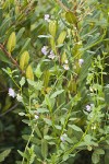 Parish's Nightshade