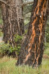 Gray Pine trunks
