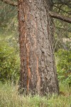 Gray Pine trunk