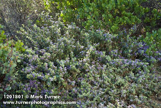 Ceanothus pinetorum