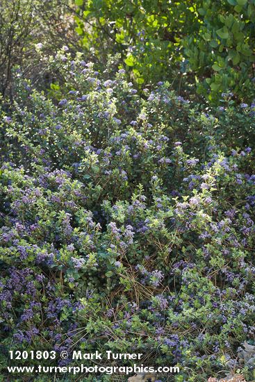 Ceanothus pinetorum