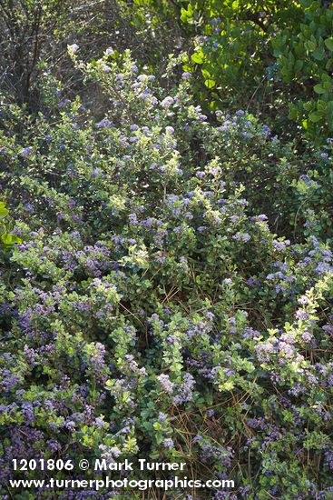 Ceanothus pinetorum