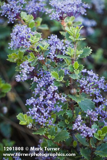 Ceanothus pinetorum