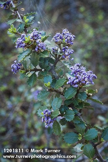 Ceanothus pinetorum