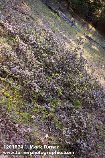 Ceanothus pinetorum