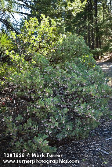 Arctostaphylos malloryi