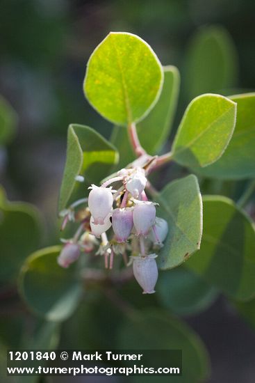 Arctostaphylos malloryi