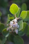 Mallory's Manzanita blossoms & foliage detail