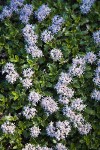 Siskiyou Mat blossoms & foliage detail