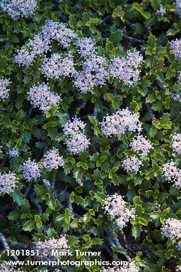 Ceanothus pumilus