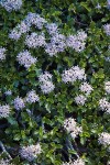 Siskiyou Mat blossoms & foliage detail
