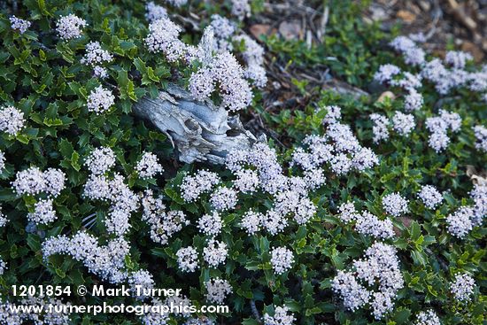 Ceanothus pumilus