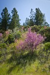 California Redbud; Serviceberry; Buckbrush; Ponderosa Pines, Manzanita