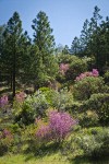 California Redbud; Serviceberry; Buckbrush; Ponderosa Pines, Manzanita
