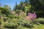 California Redbud; Serviceberry; Buckbrush; Ponderosa Pines, Manzanita