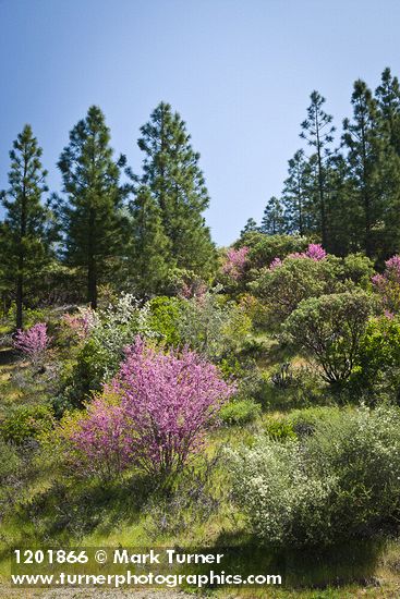 Cercis orbiculata; Amelanchier alnifolia; Ceanothus cuneatus; Pinus ponderosa; Arctostaphylos sp.