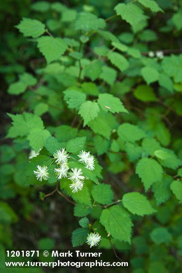 Neviusia cliftonii