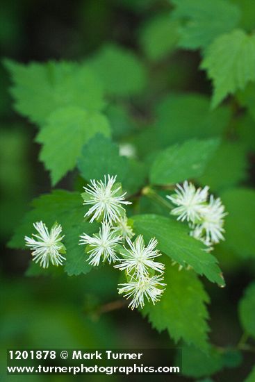 Neviusia cliftonii