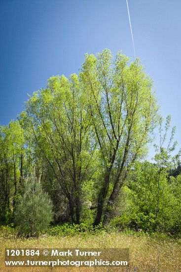 Salix gooddingii