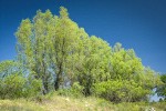 Goodding's Willow (tall trees) w/ Arroyo Willow (mounded shrub)