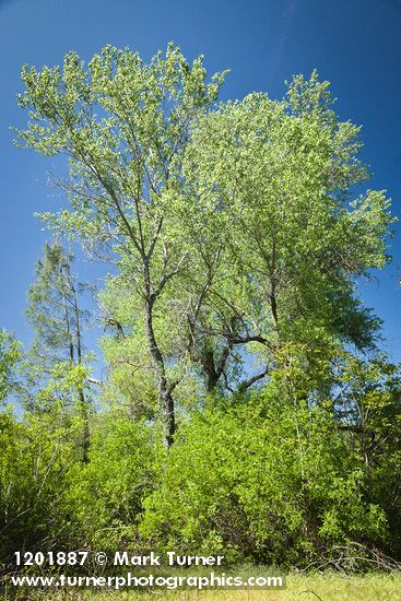 Salix laevigata; Populus fremontii