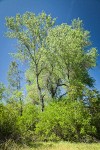 Red Willow at base of Fremont Cottonwoods