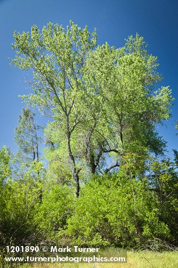 Salix laevigata; Populus fremontii