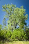 Red Willow at base of Fremont Cottonwoods
