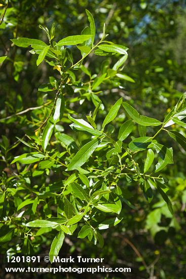 Salix laevigata