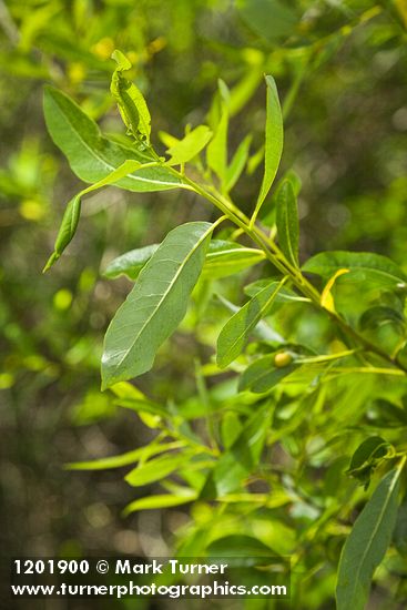 Salix laevigata